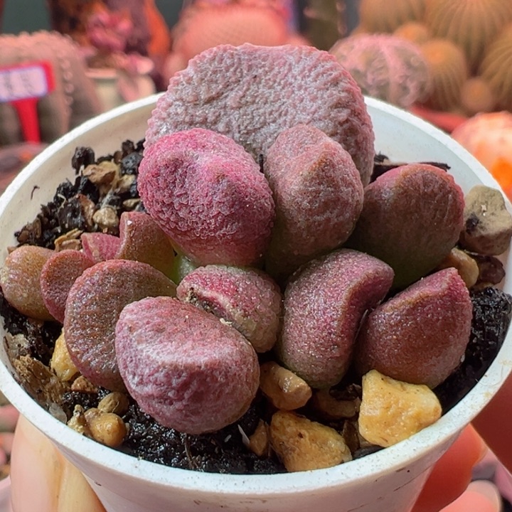 你在哪里我到哪里你来我在