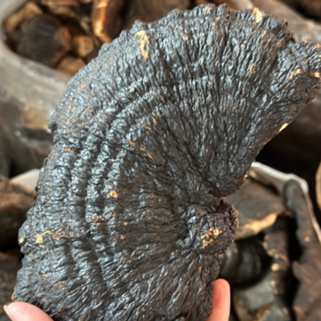 精选海南薄树灵芝250g煲汤煮水