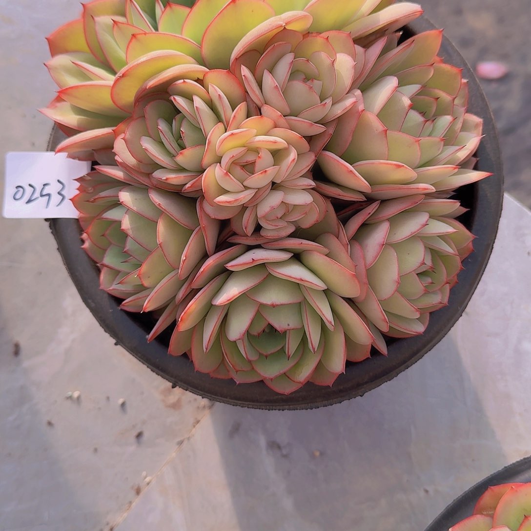 春**兔0253牡丹亭多肉植物