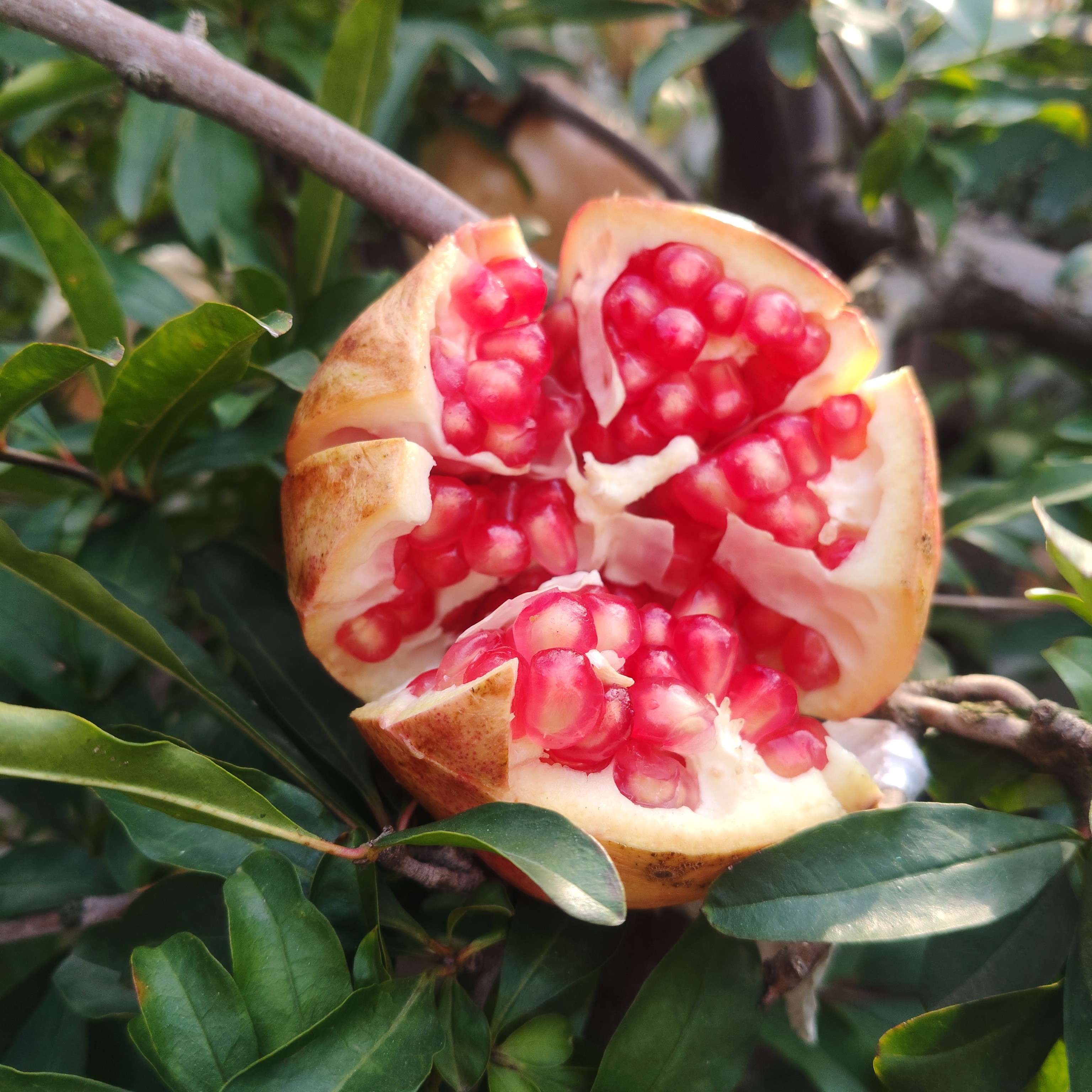 王大利精品富硒石榴红玛瑙系列