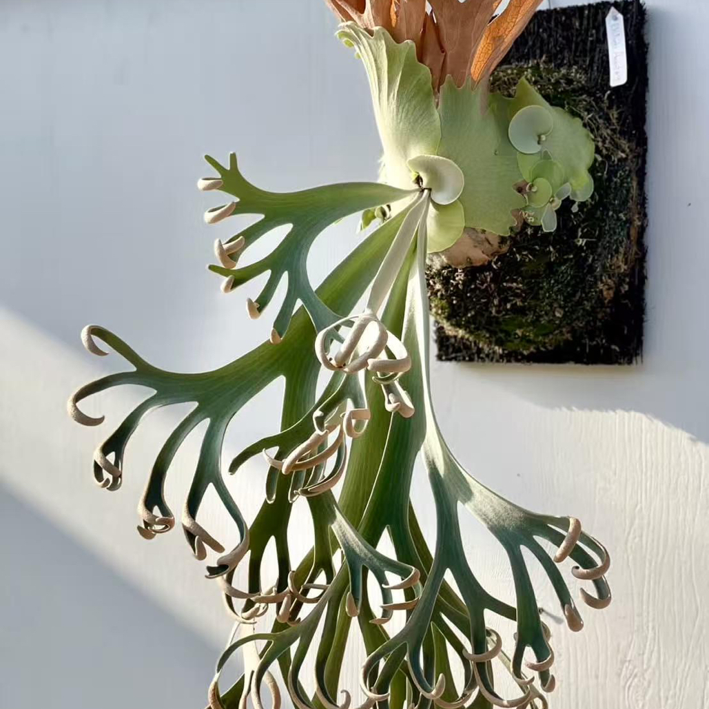 A9 鹿角蕨爪哇个体板植发货可上墙挂板好养观叶绿植家居软装搭配