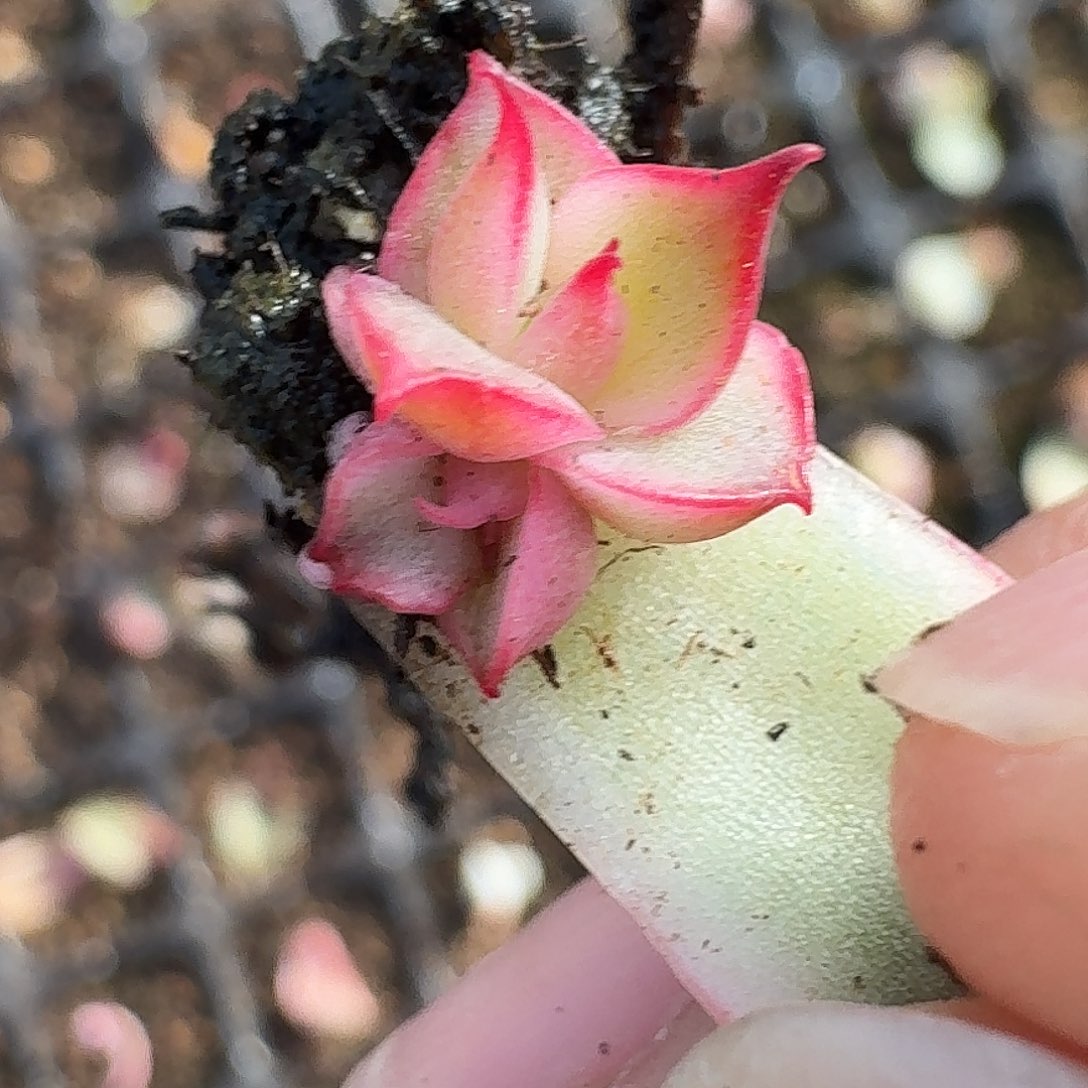 吉赛尔覆轮一物一拍