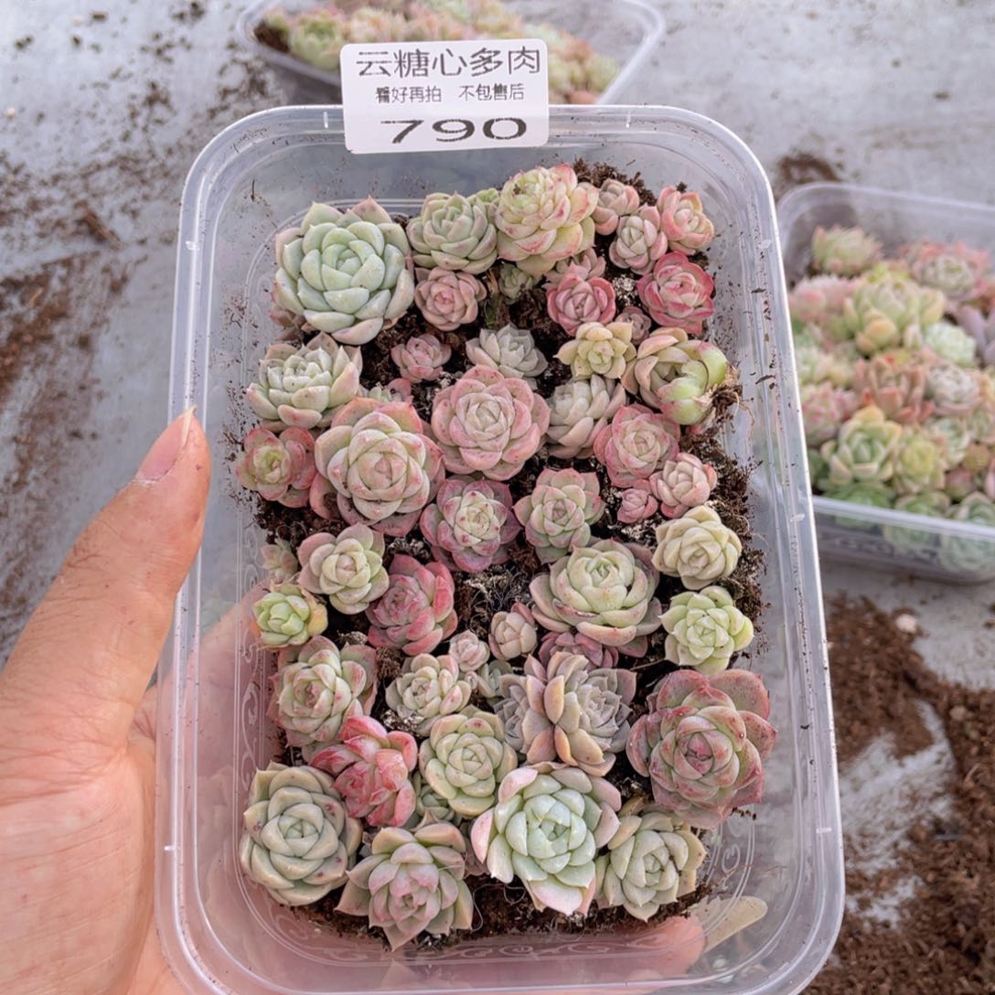 云糖心多肉植物790