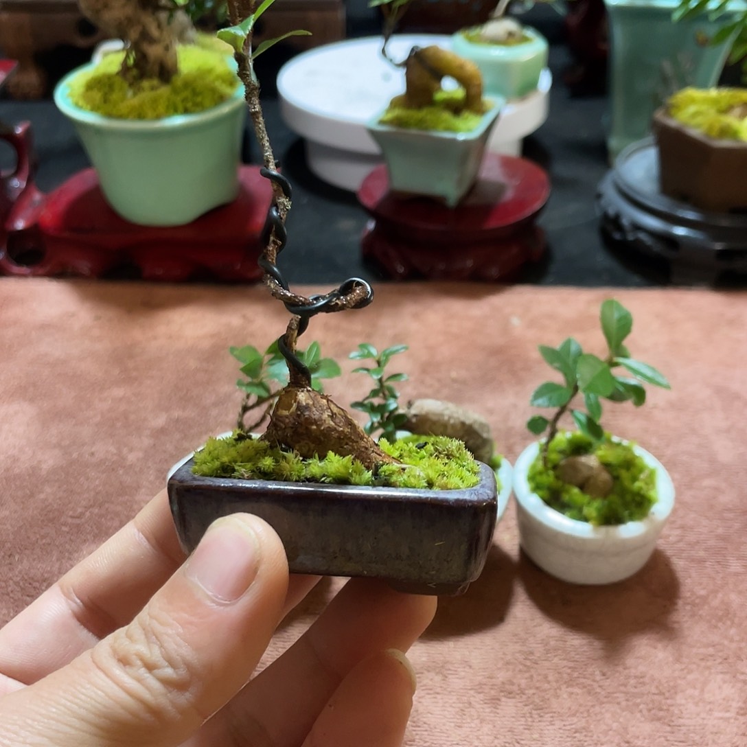 无花朵五翅梅一物一拍10元