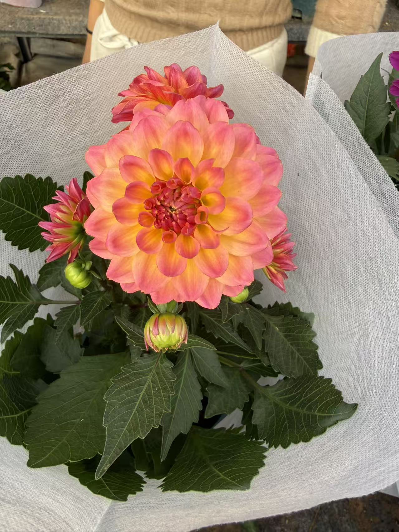橙色火焰大丽花盆栽带花苞发货净化空气花期长南北方可养