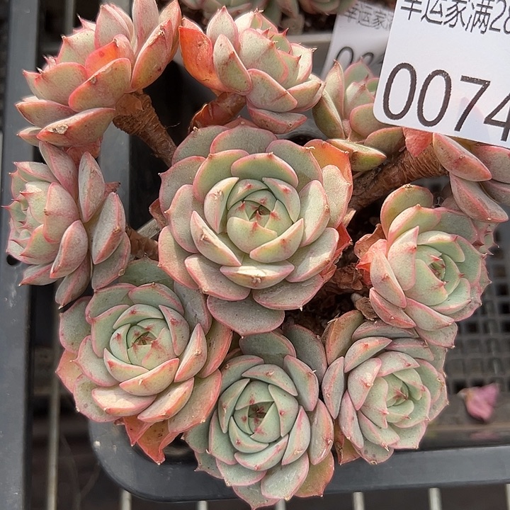 幸运的是我还没遇到过