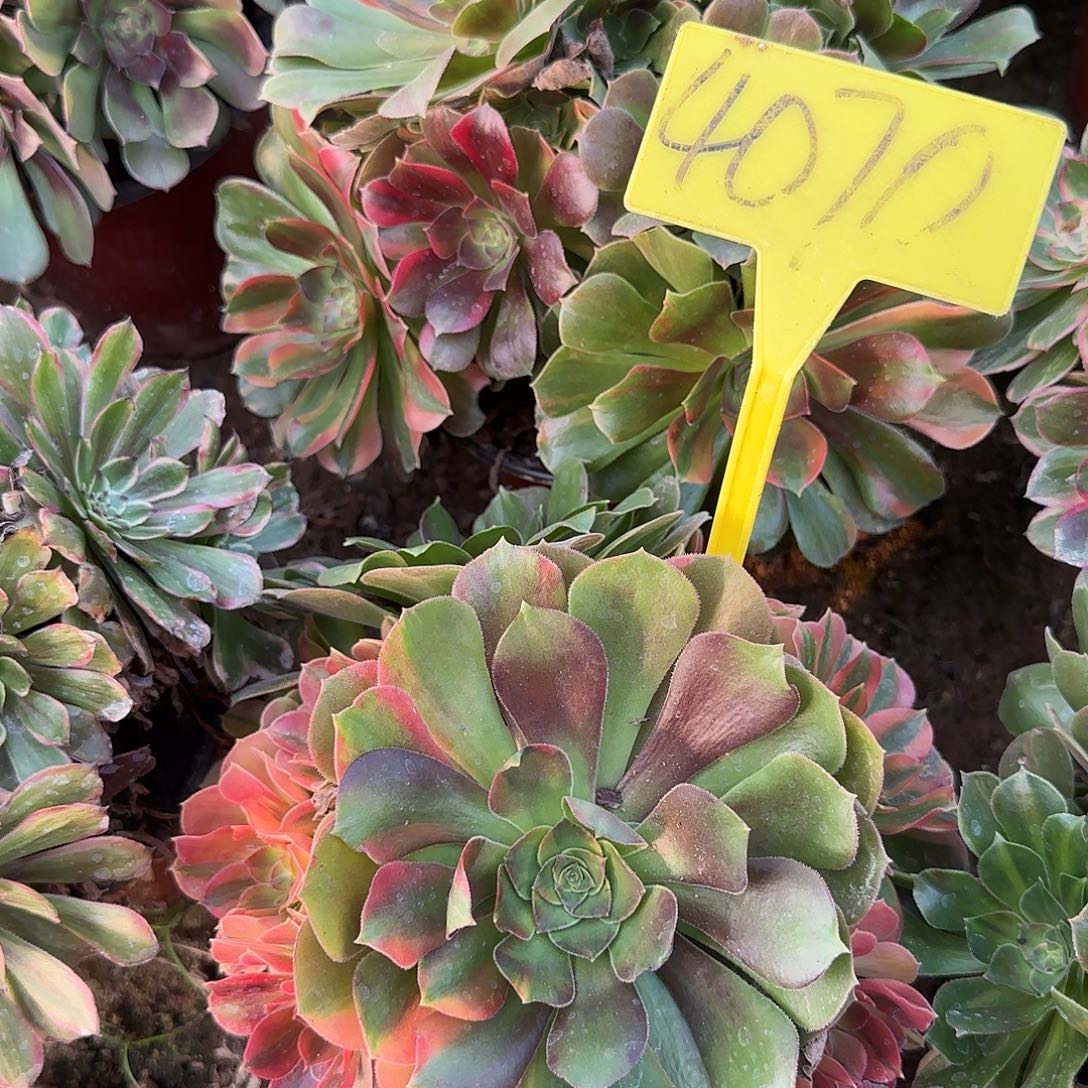 4070-++多头多肉植物邵修七彩