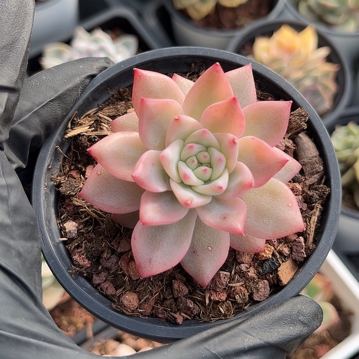 厚叶粉蓝鸟腹轮锦多肉植物