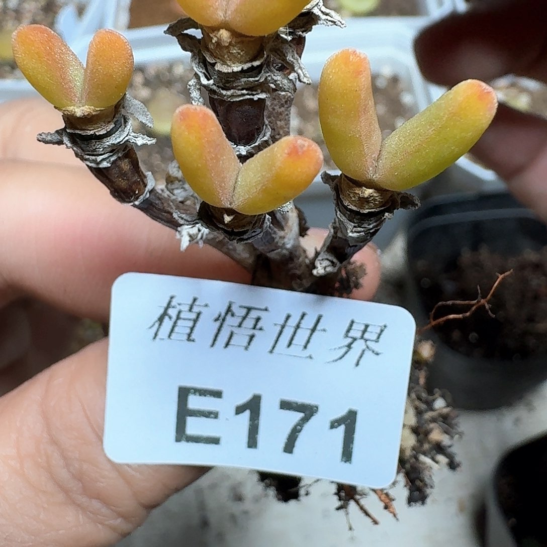 171号多肉植物哇c g