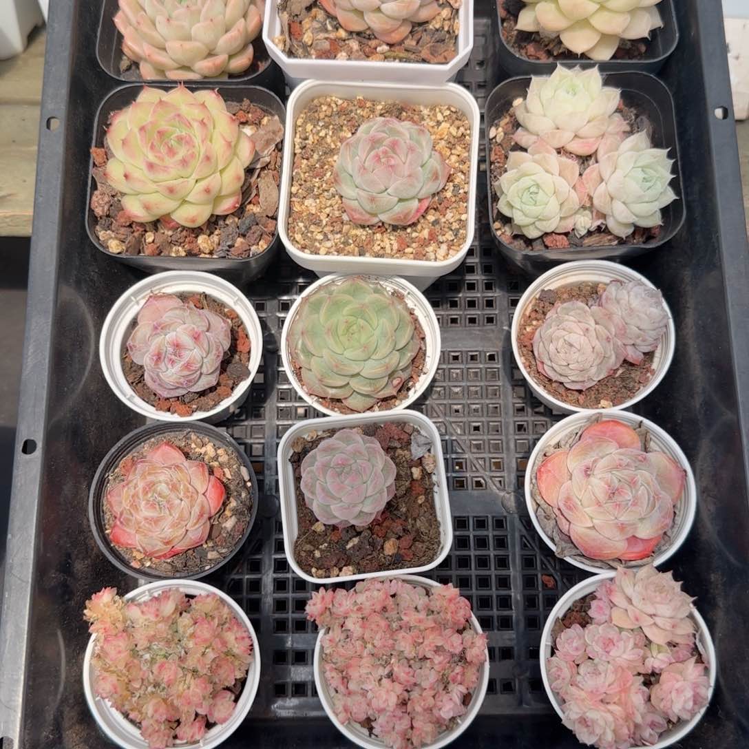 框拍框拍0218-124