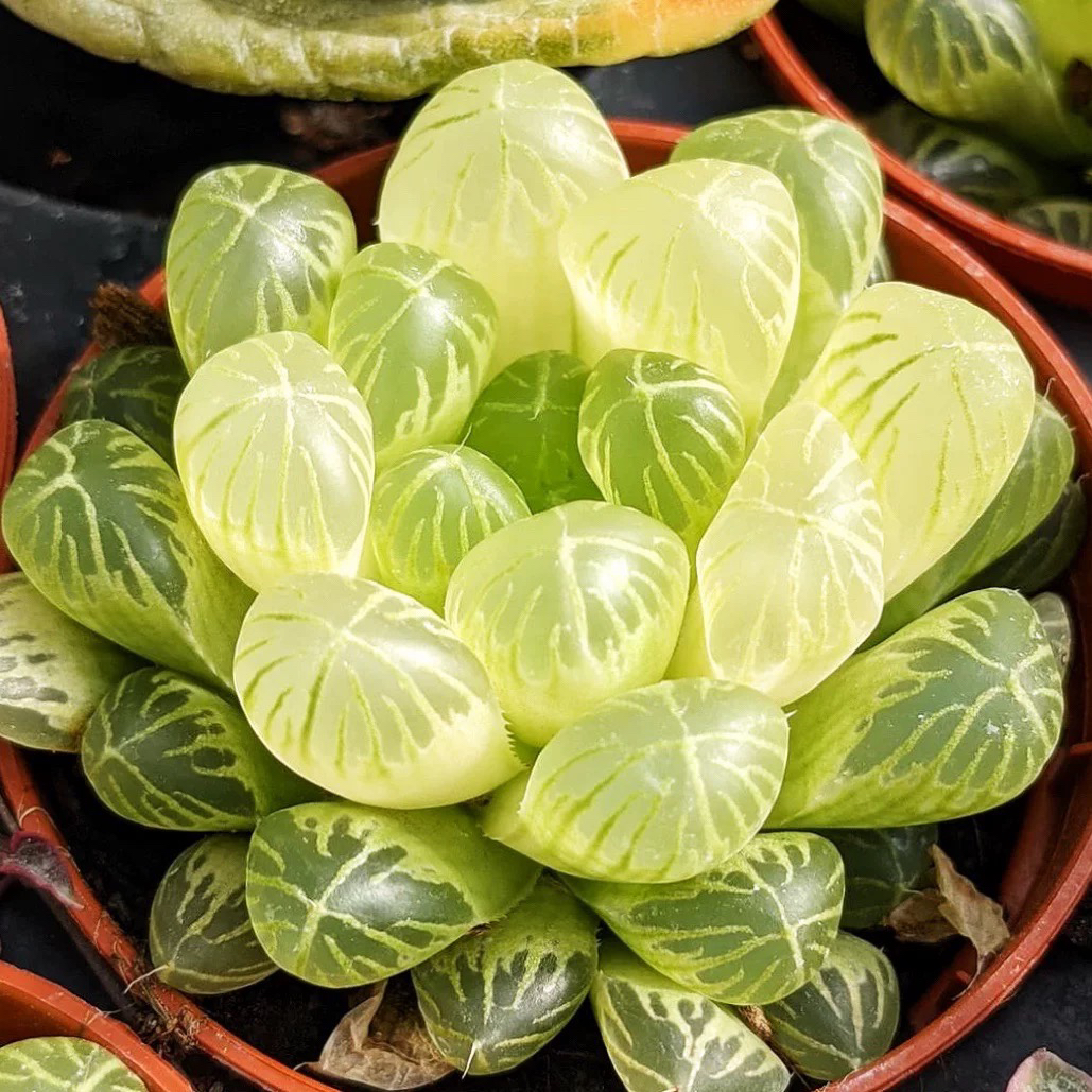 ［满15元包邮］琥珀玉露多肉