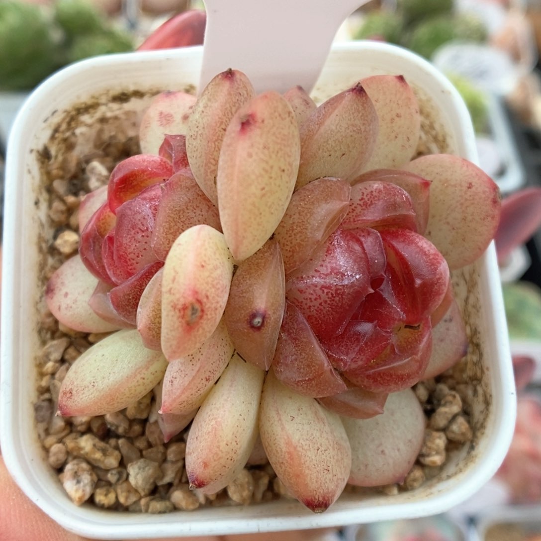 琴心双头可拍802号。 