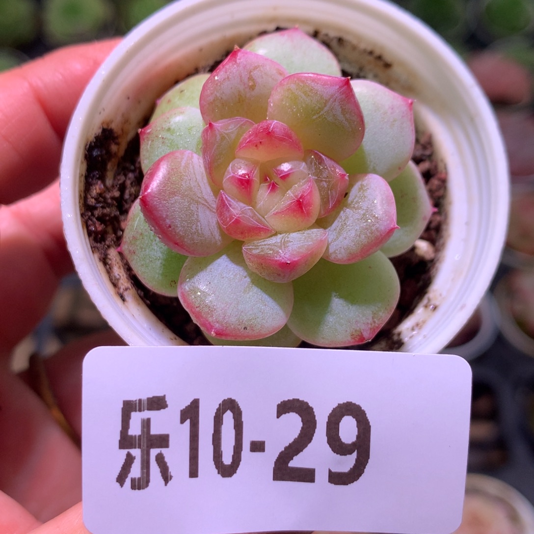 乐然10-29 粉桃小莲团 