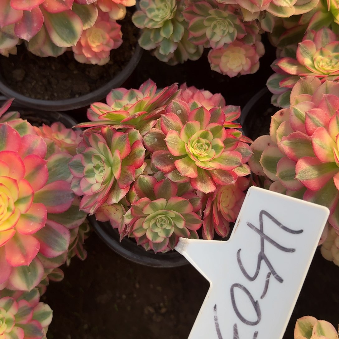 4503倾城多肉法师