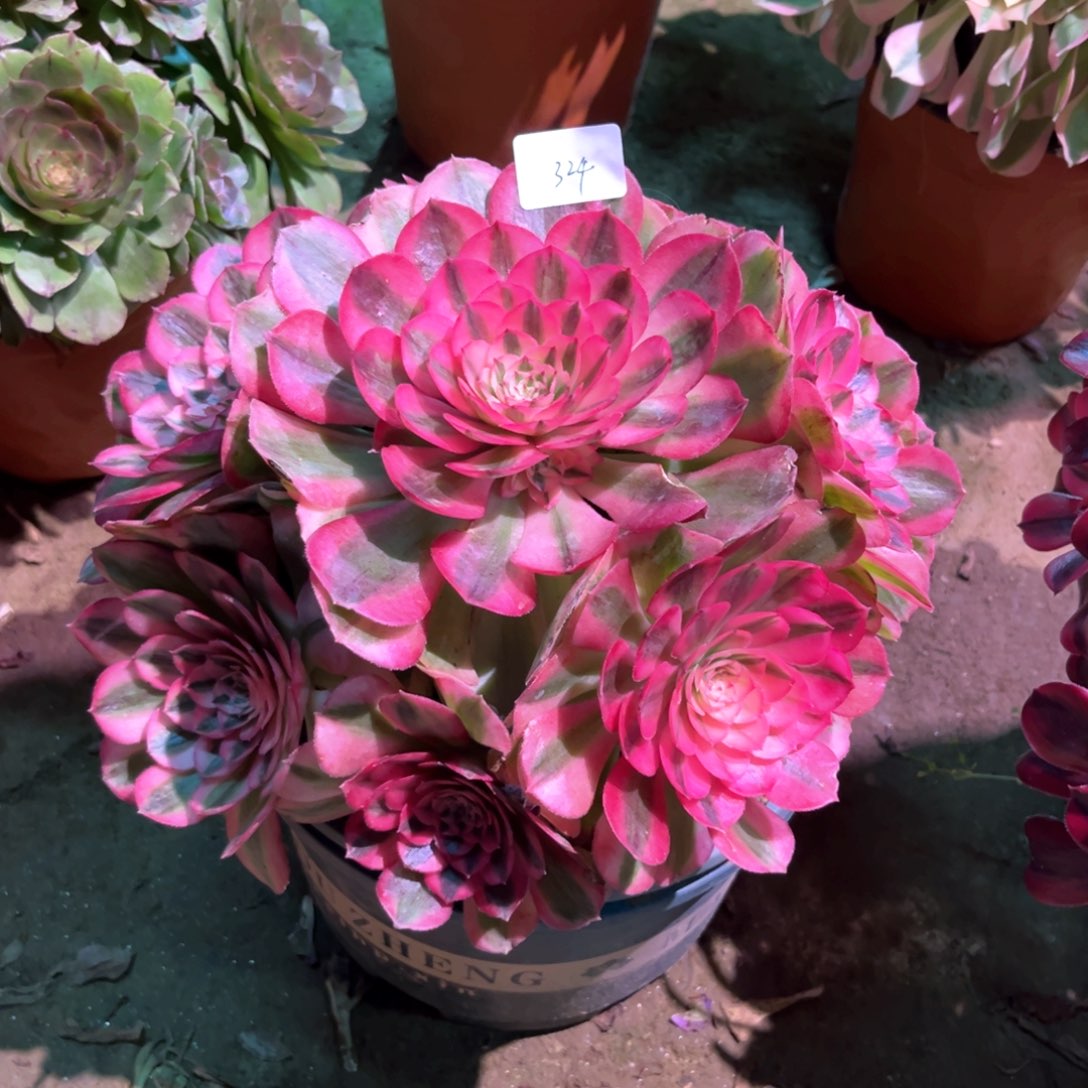 多肉植物倾城324