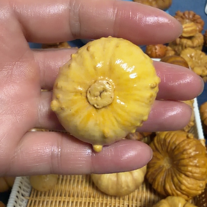 维***一墨西哥七彩疙瘩葫芦