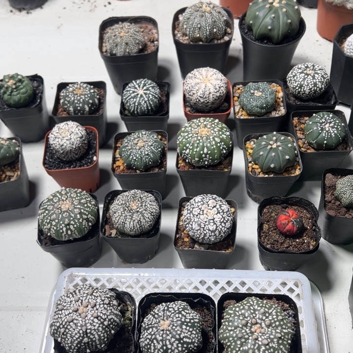 兜球竞拍不退不换