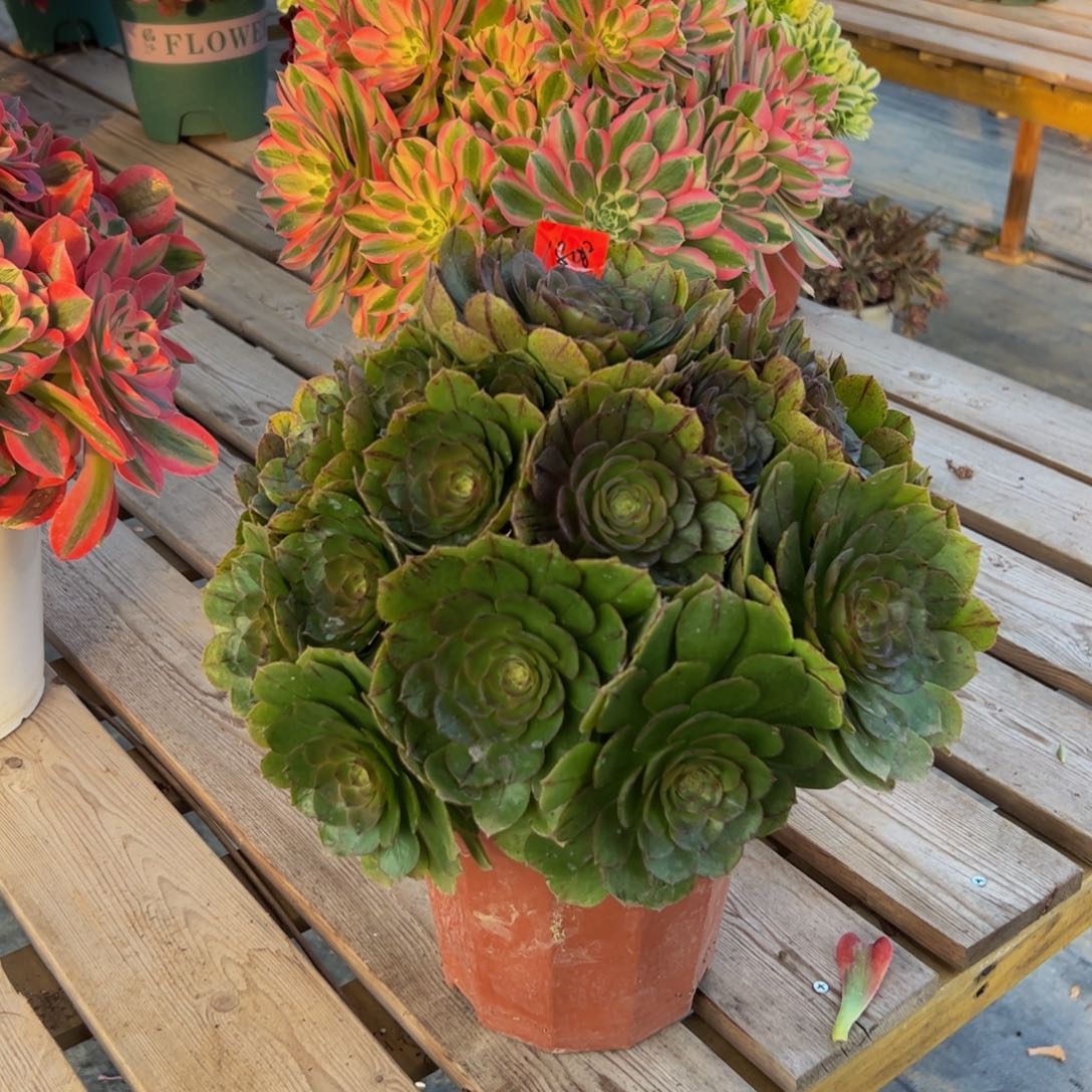 1808炖肉植物发货万拉丝