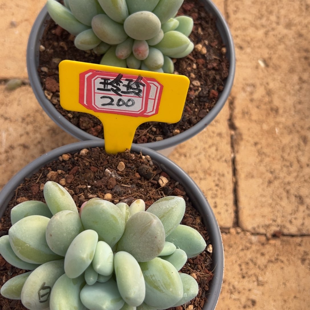 玲***玲我也是刚回来一趟，玲玲