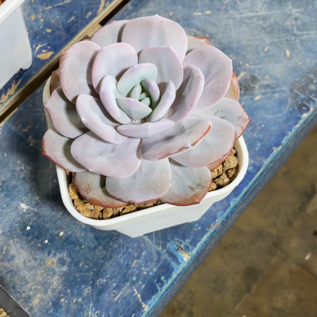 小****一物一拍中通快递