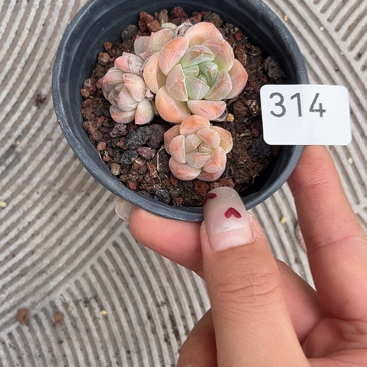314。冰糕。             