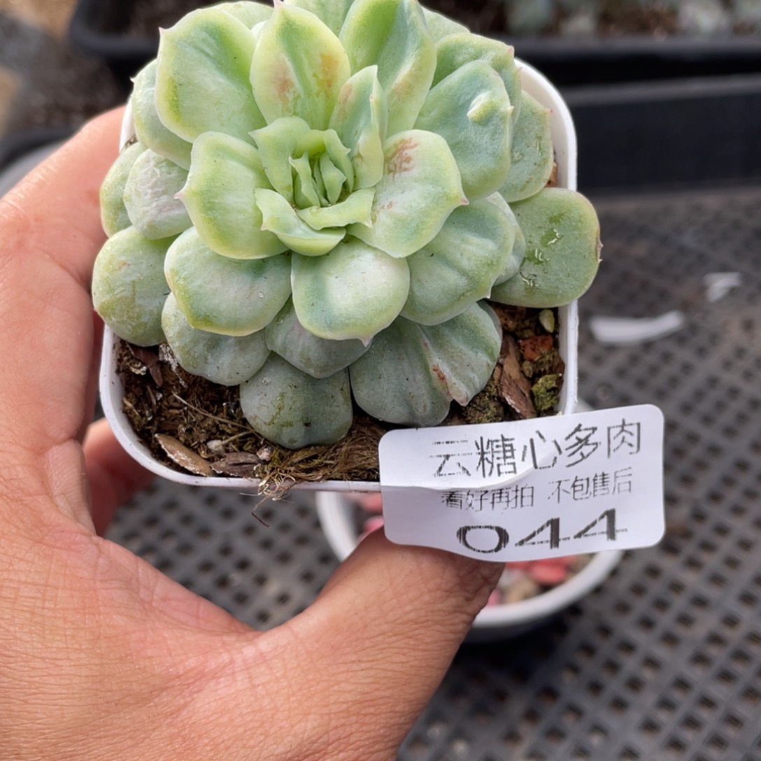 云糖心多肉植物44