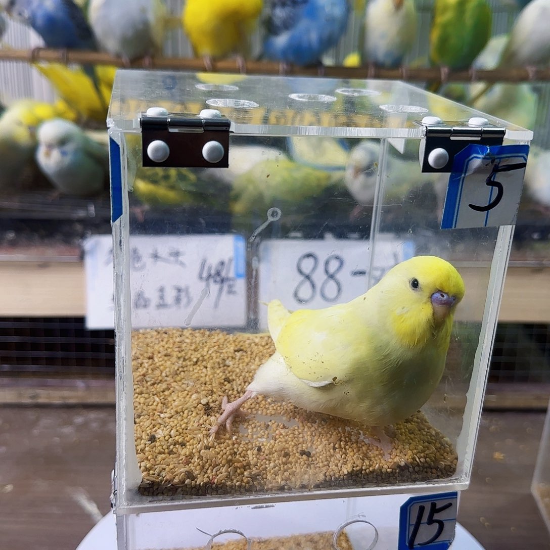 虎皮鹦鹉奶油黄公