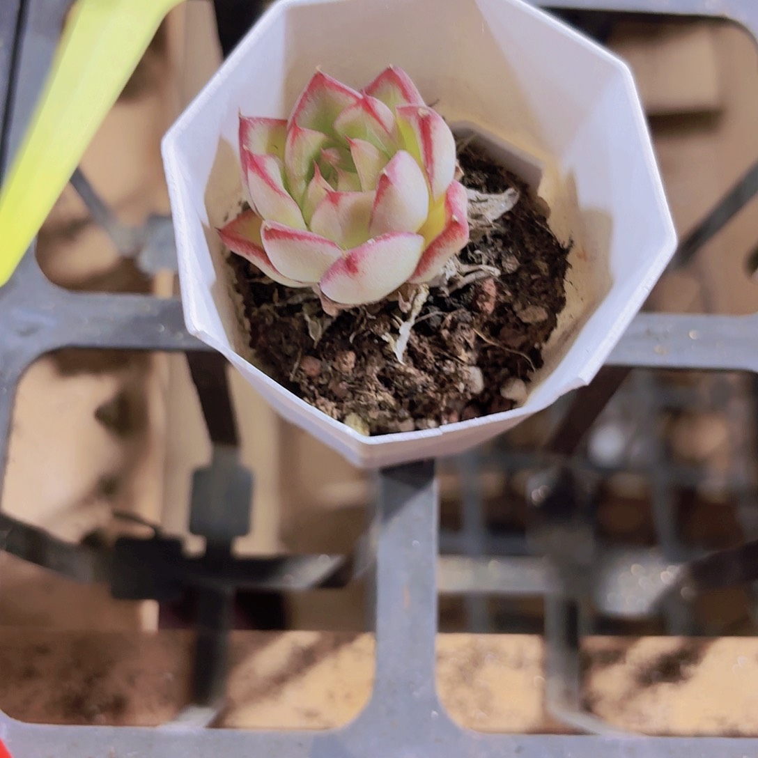 慧*精品樱花石多肉植物