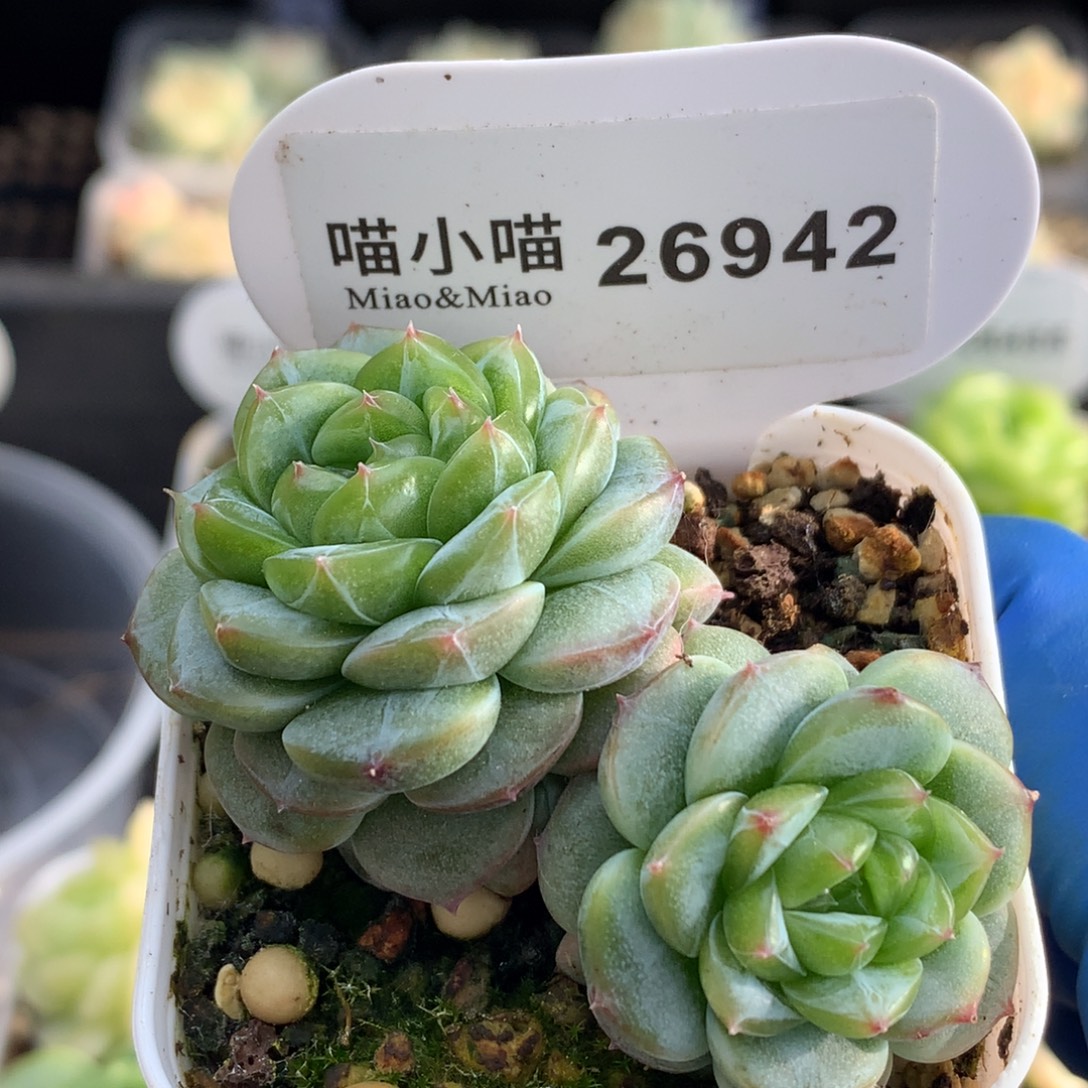 多肉植物杂交珍妮