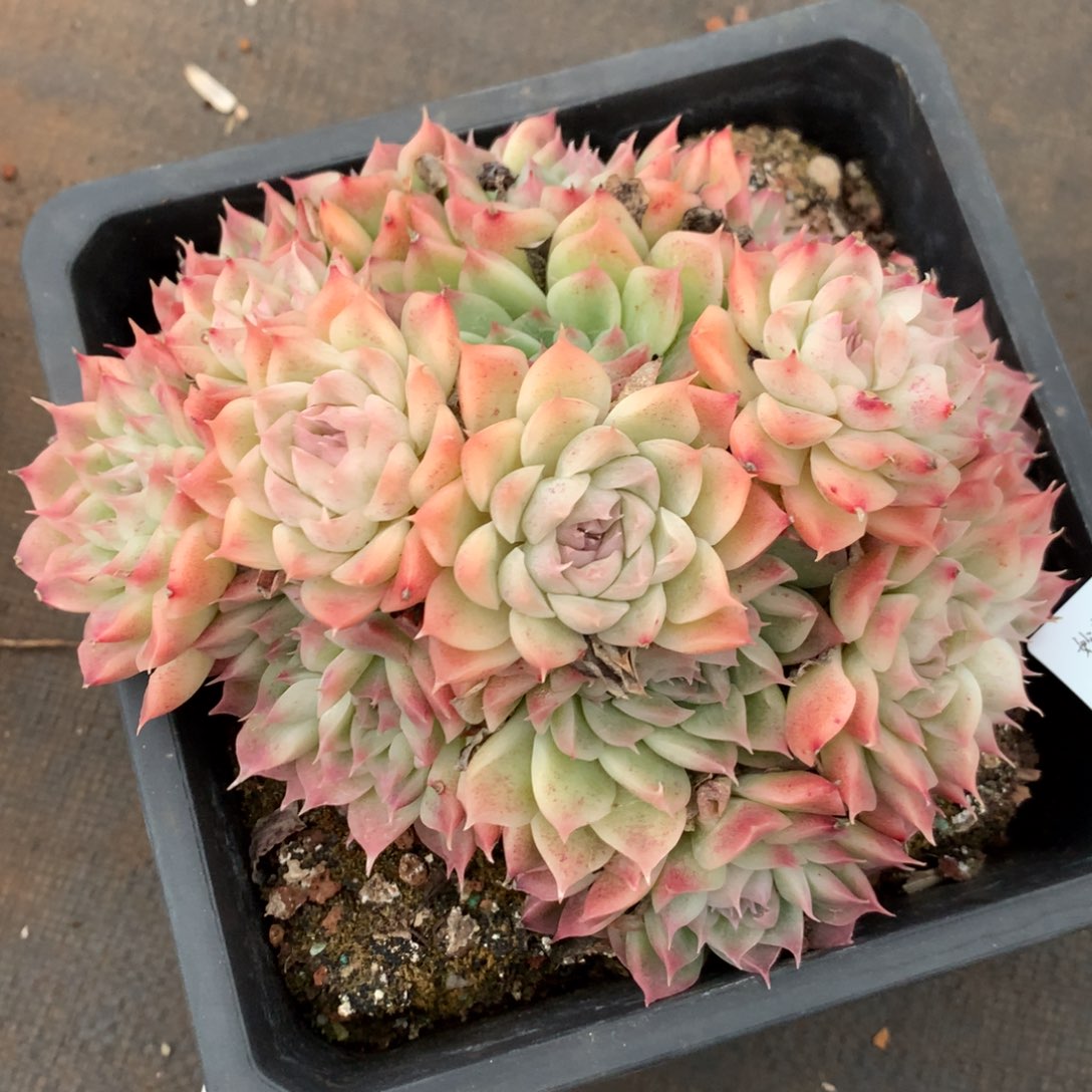 3009杂交多肉植物