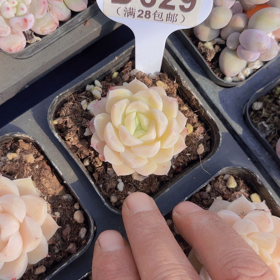 D629麦秆一物一拍