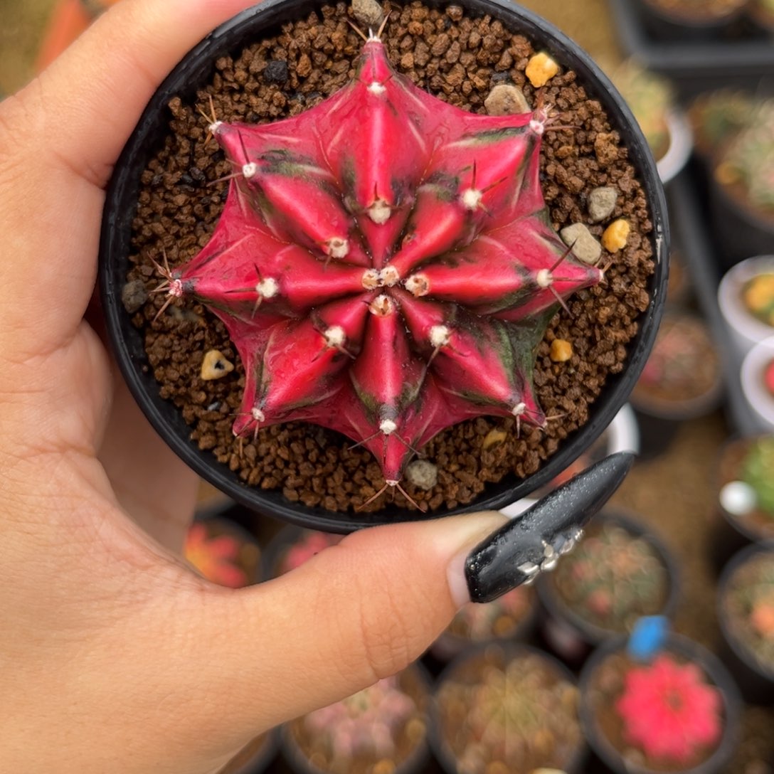 泰系米哈锦 带盆土发货