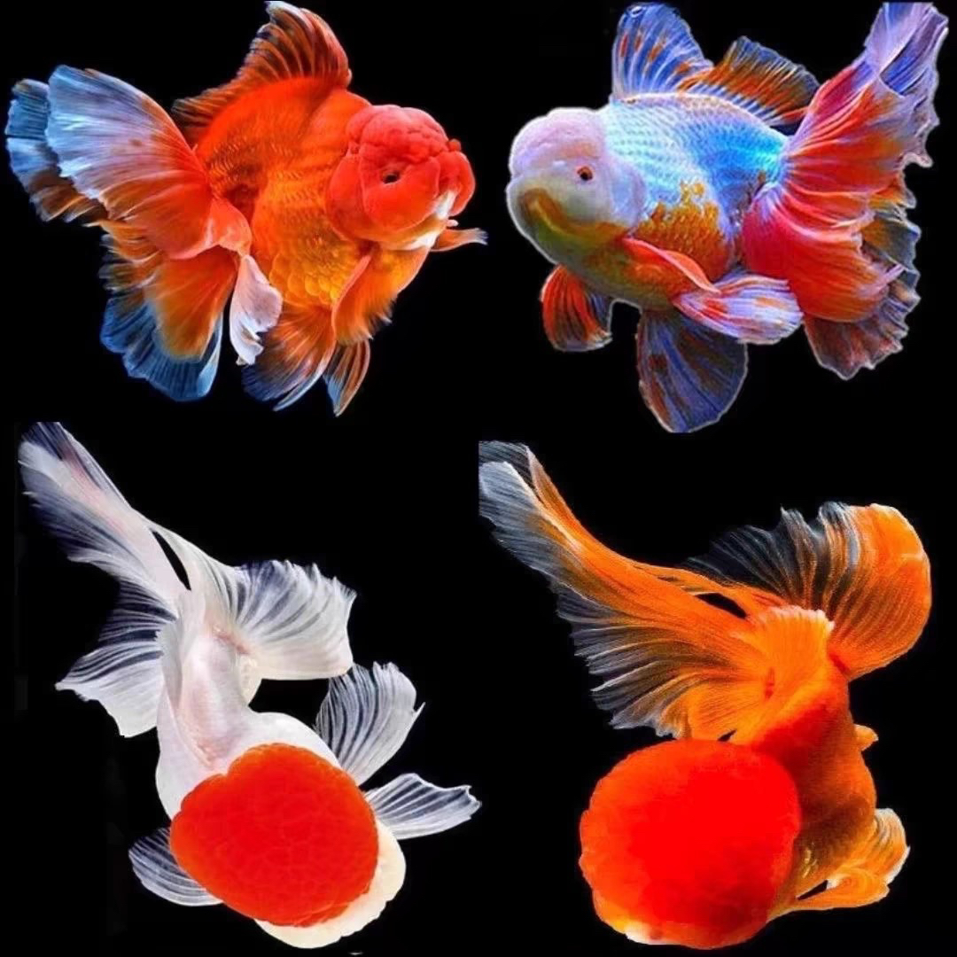 17只 大金鱼 泰狮 玛丽 金鱼花色混装冷水鱼水族