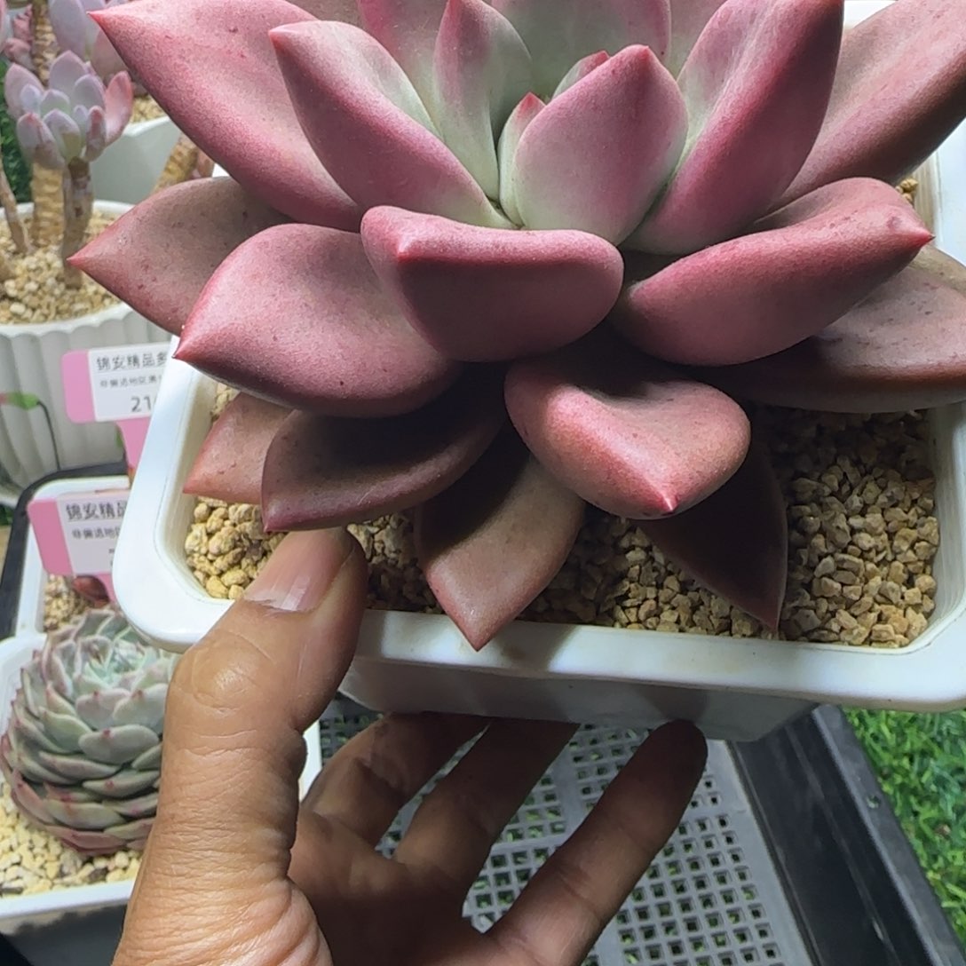 锦安精品多肉植物212