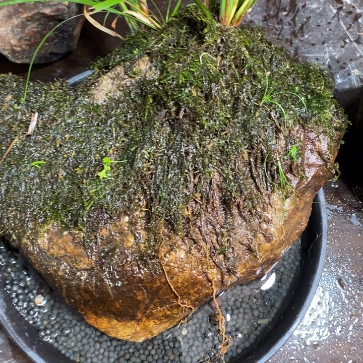 我***了无花朵石菖蒲这就是所谓对