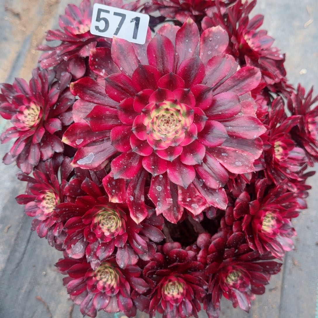 571美肌多肉植物