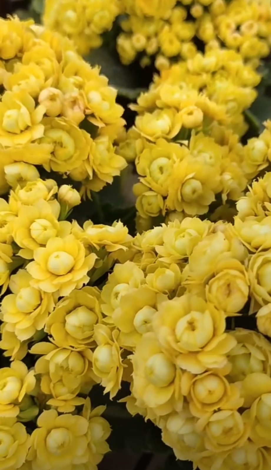 艾米莉，110原盆原土