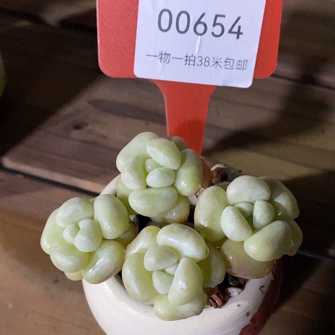 00654，对v哦哦哦我绿蜗牛