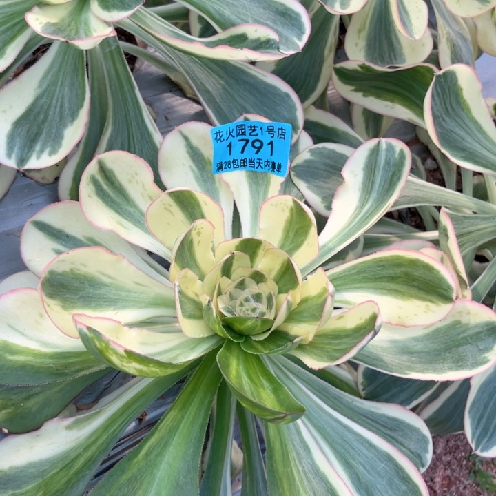 燕姿1791多肉植物