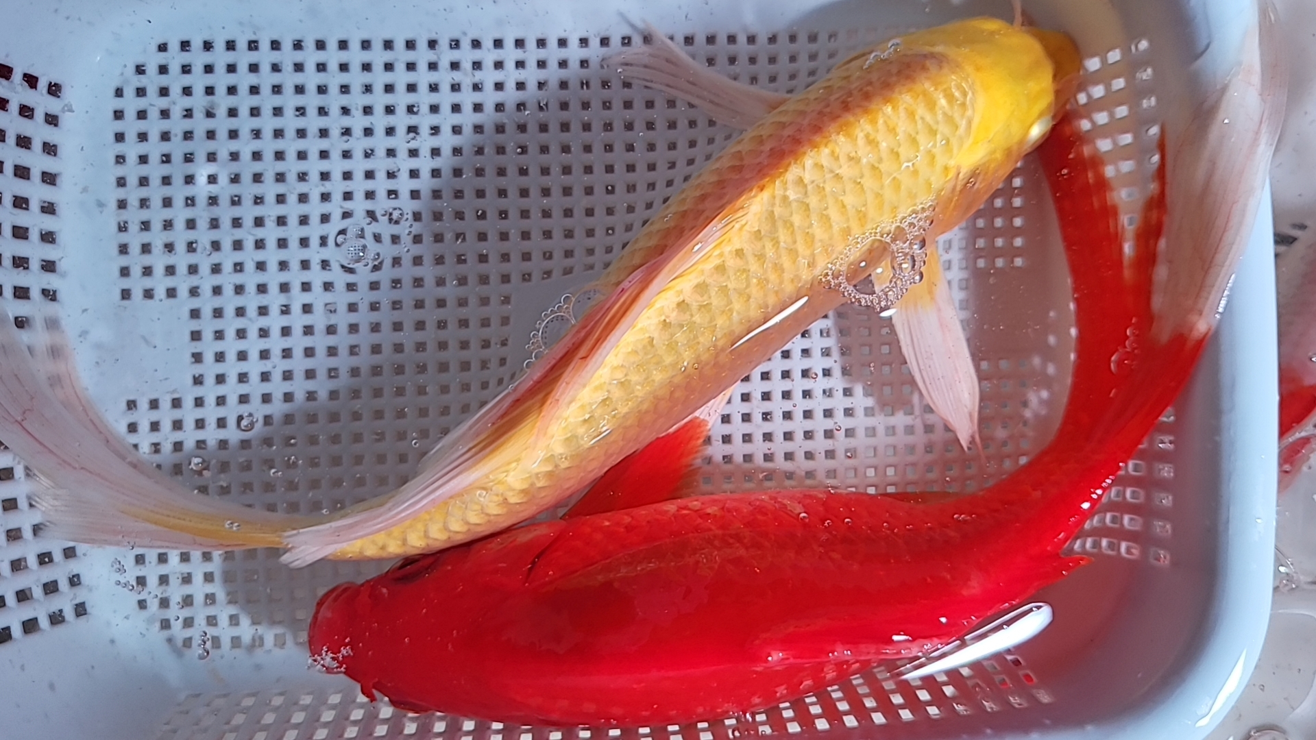 14号【黄黑白红草金组合18-20公分】冷水鱼 观赏鱼