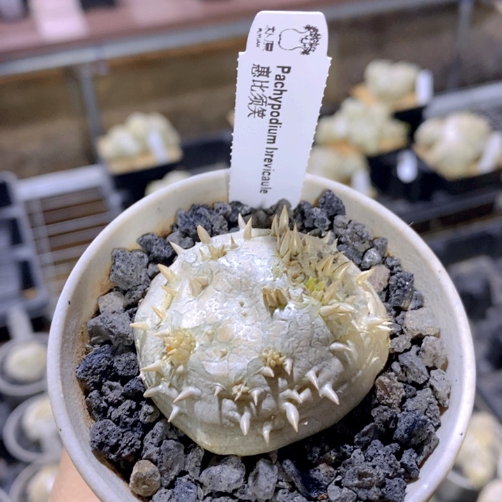 惠比须笑FA-7705
