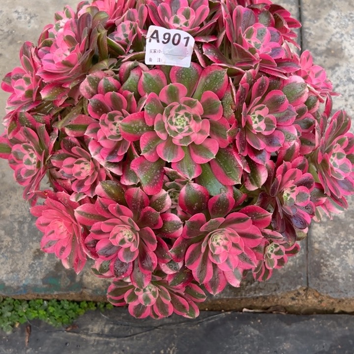 小****师901布加迪35厘米左右