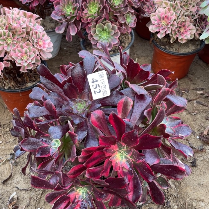 452金丝雀阴阳大绣球1