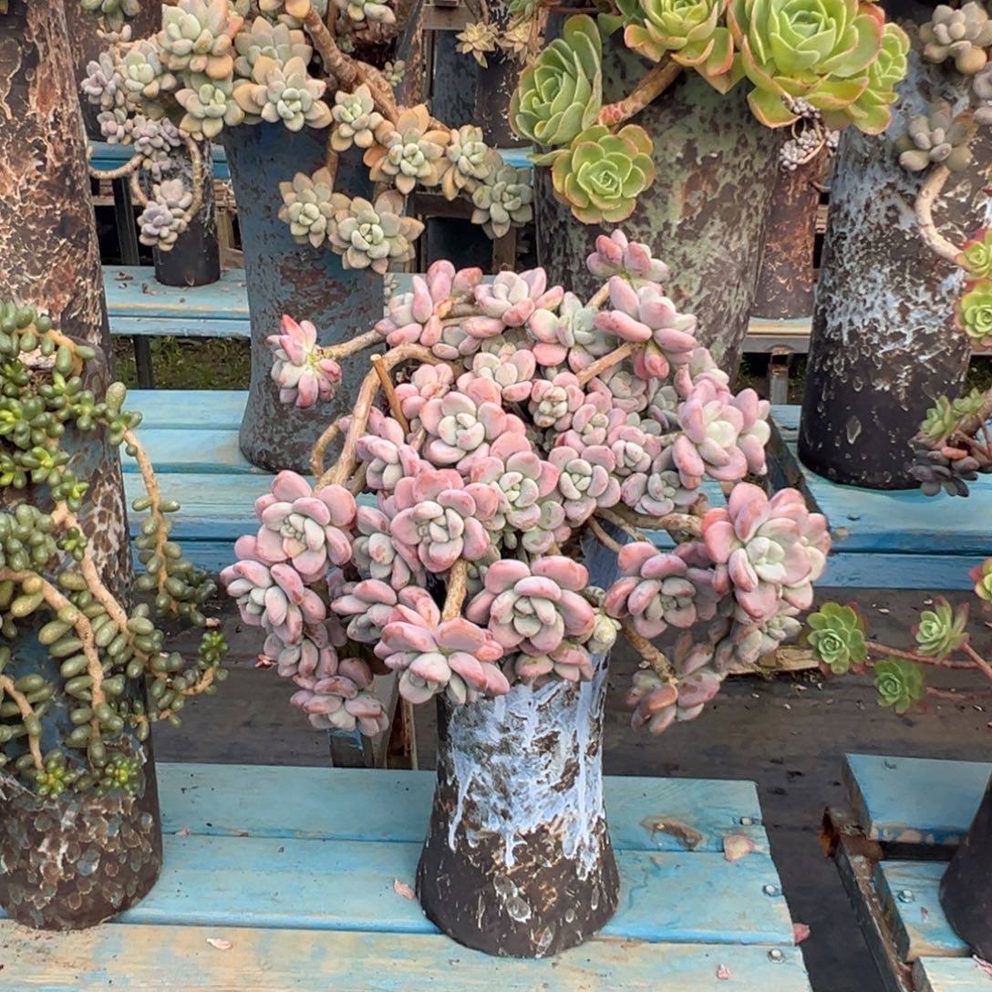 精品红洛神妖桩 裸肉