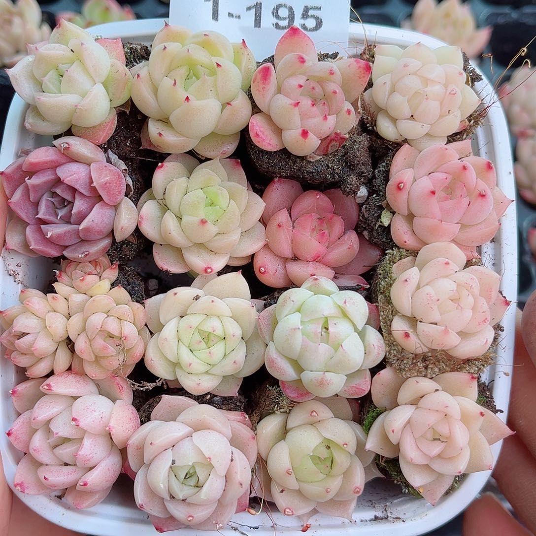 1-195新疆西藏内蒙不发12.8包邮2-3公分多肉