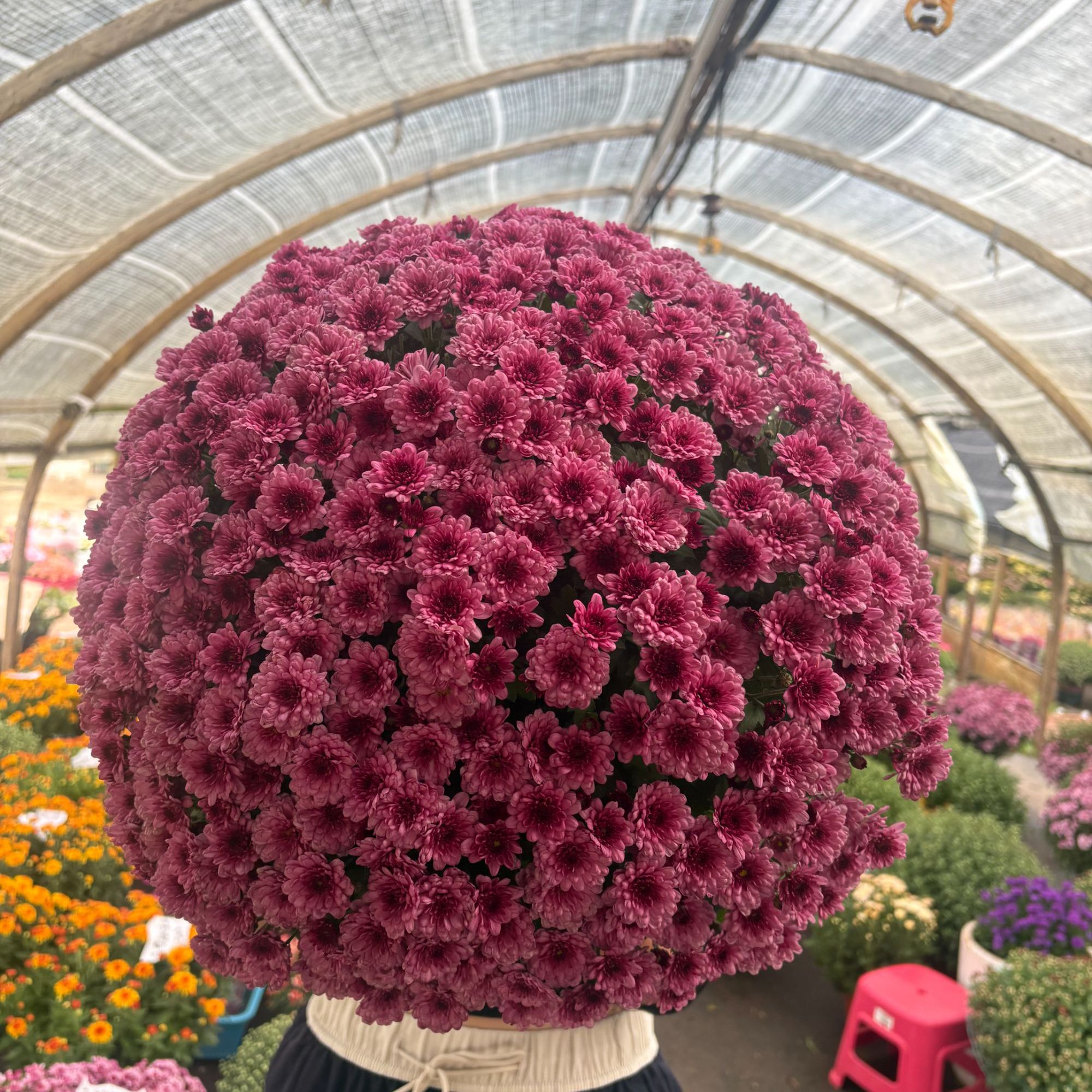 《小熊紫粉》千头菊花盆栽耐热耐寒多年生带花苞适合阳台庭院种植