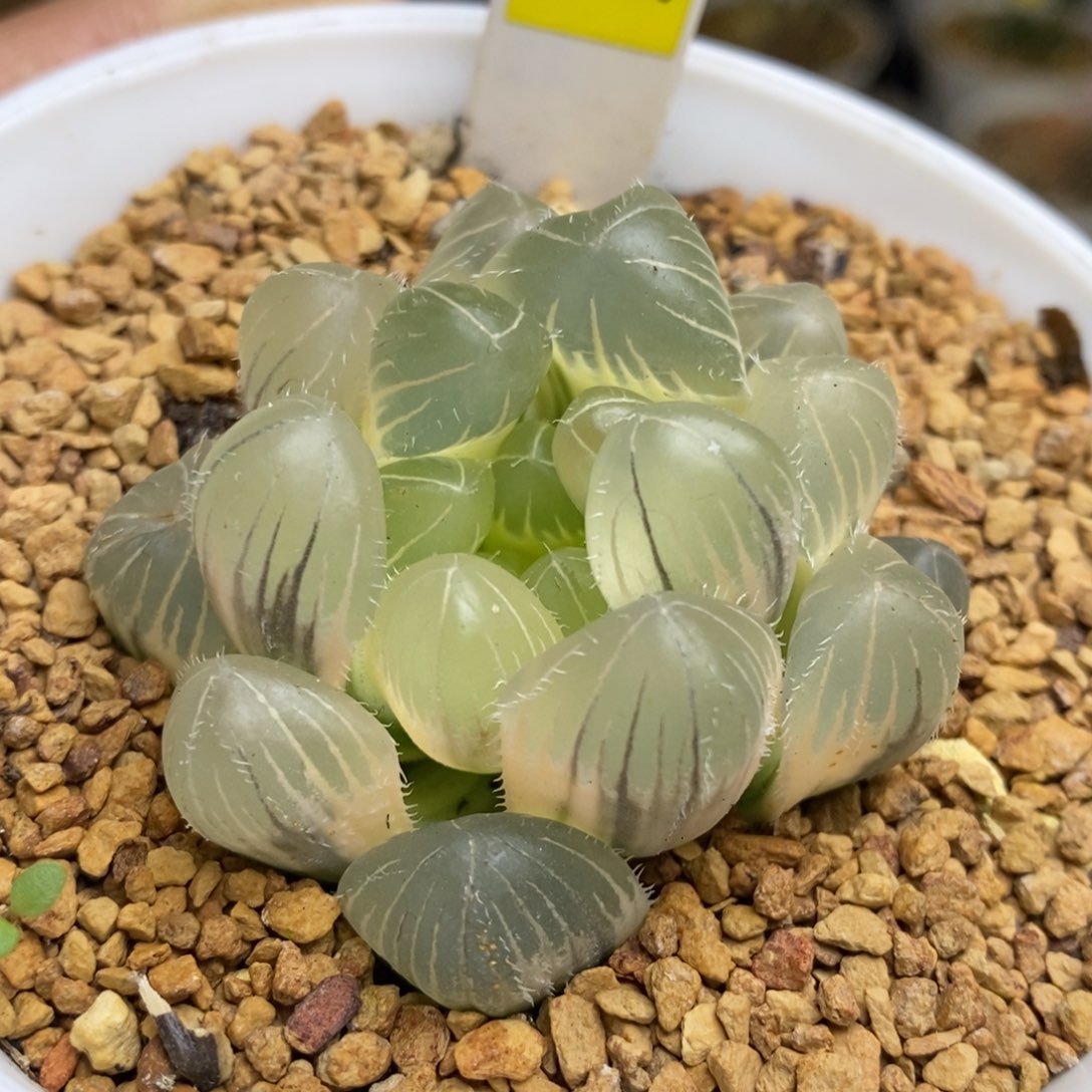 589号糊斑巨大赤线玉露锦