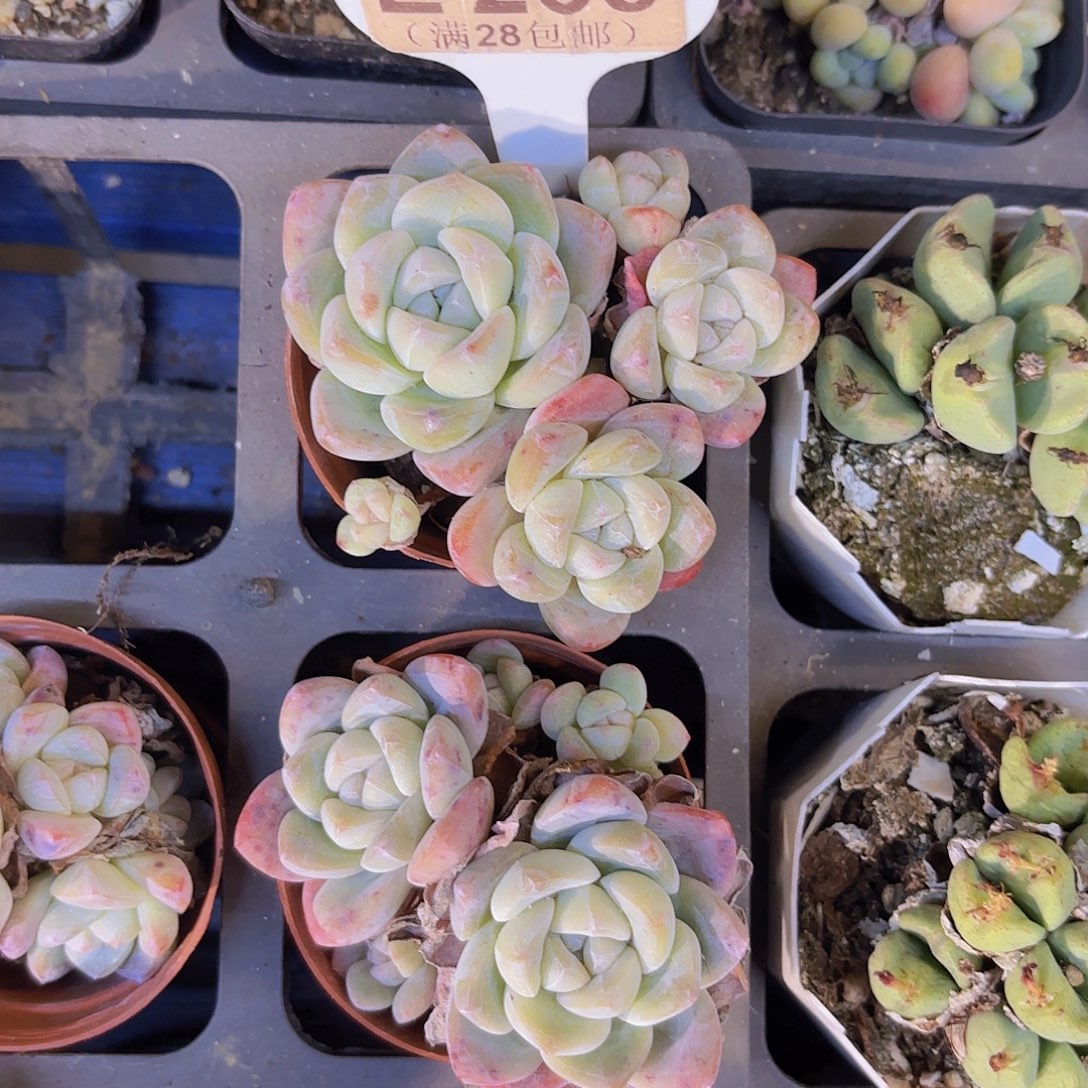 E268冰玉一物一拍