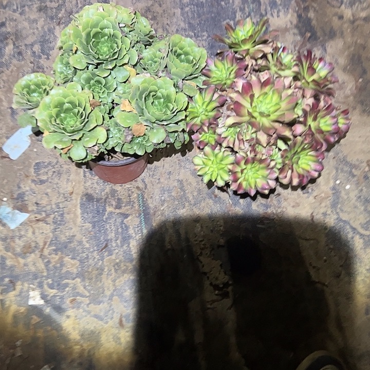 用***9不包侧枝一物一拍85