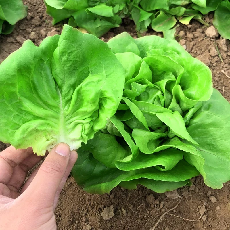 四季速生奶油生菜种子可生吃阳台庭院盆栽玻璃生菜直立孔雀菜种子